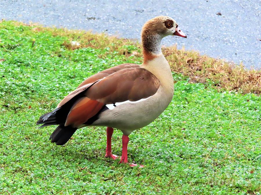 Egyptian Goose Photograph by Judy Bugg Malinowski - Fine Art America