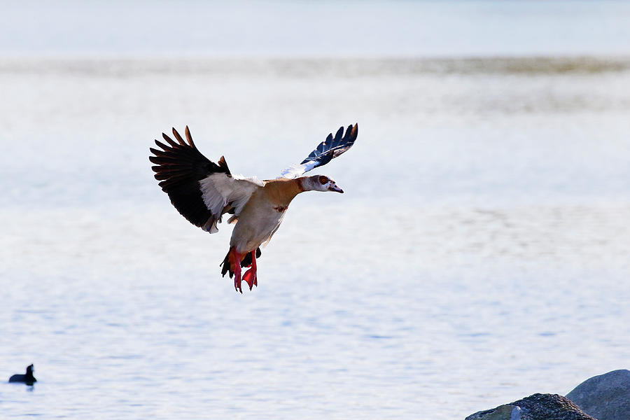 Egyptian Goose Landing Photograph by Shoal Hollingsworth
