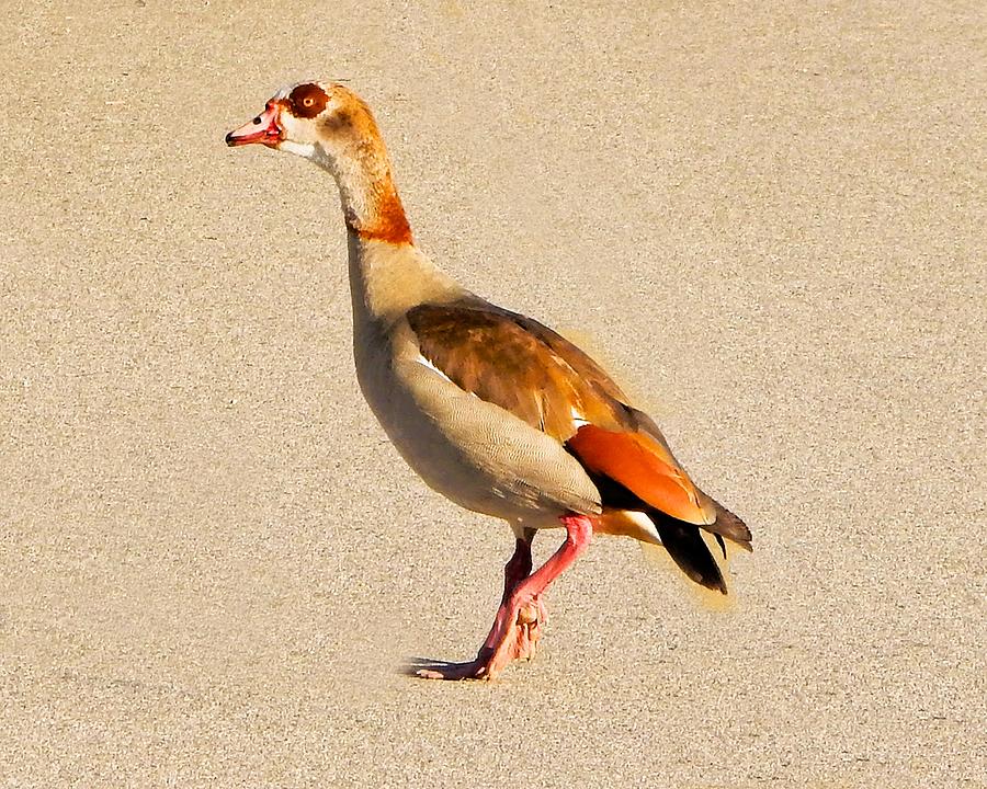 Egyptian Goose Live Photograph by Andrew Lawrence