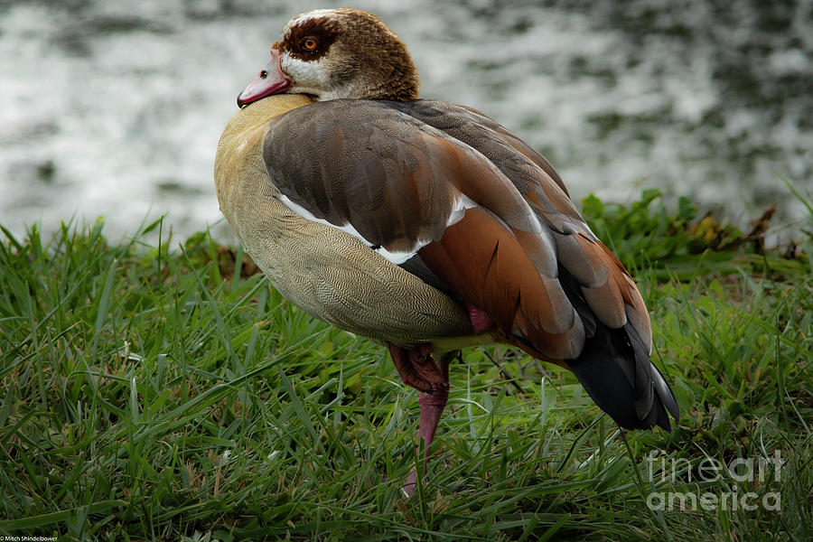 Egyptian Goose Photograph by Mitch Shindelbower