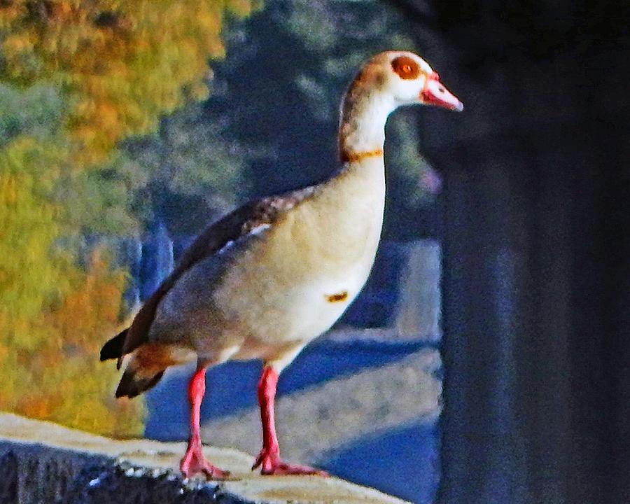 Egyptian Goose On Wall  Photograph by Andrew Lawrence