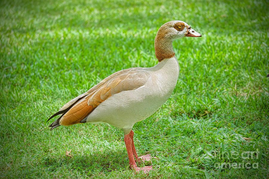 Egyptian Goose Portrait Photograph by Judy Kay