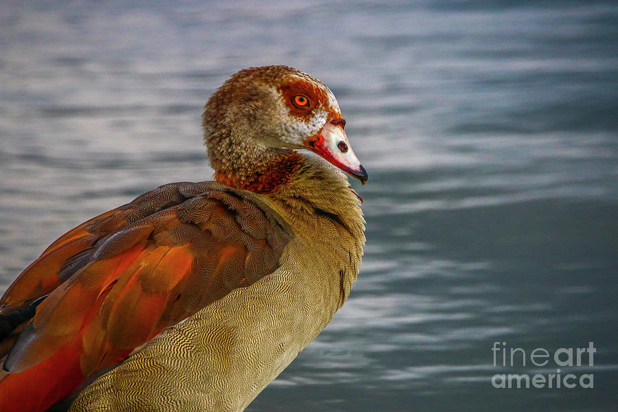 Egyptian Goose Portrait Photograph by Tom Claud
