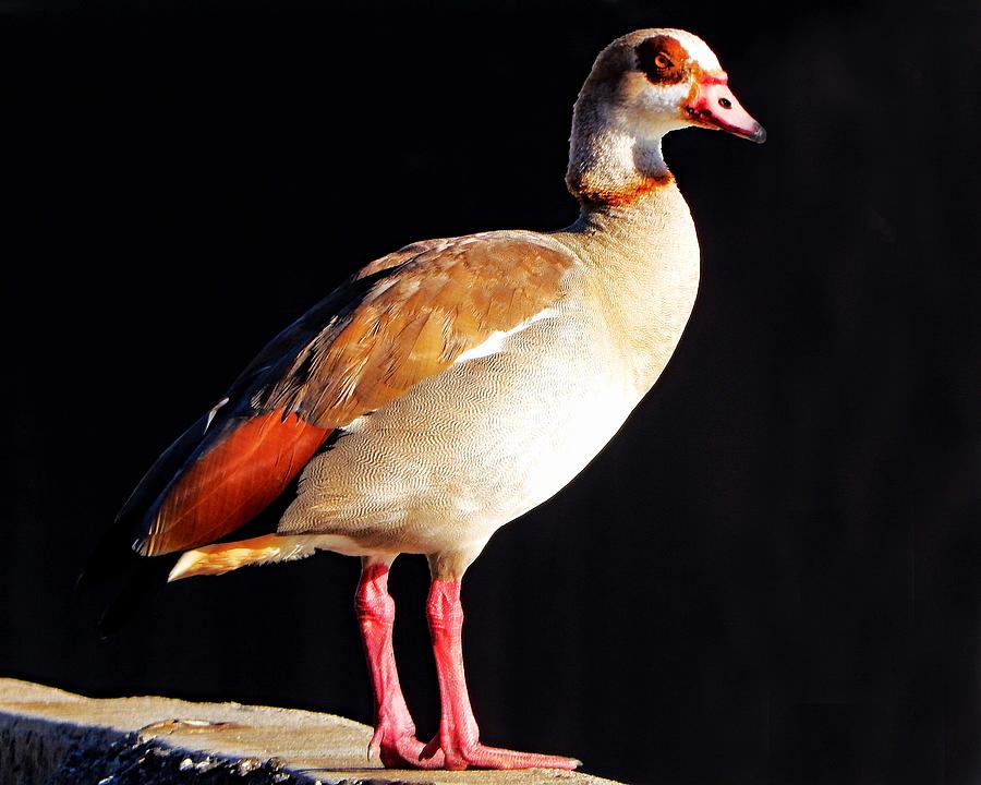 Egyptian Goose Posing Photograph by Andrew Lawrence