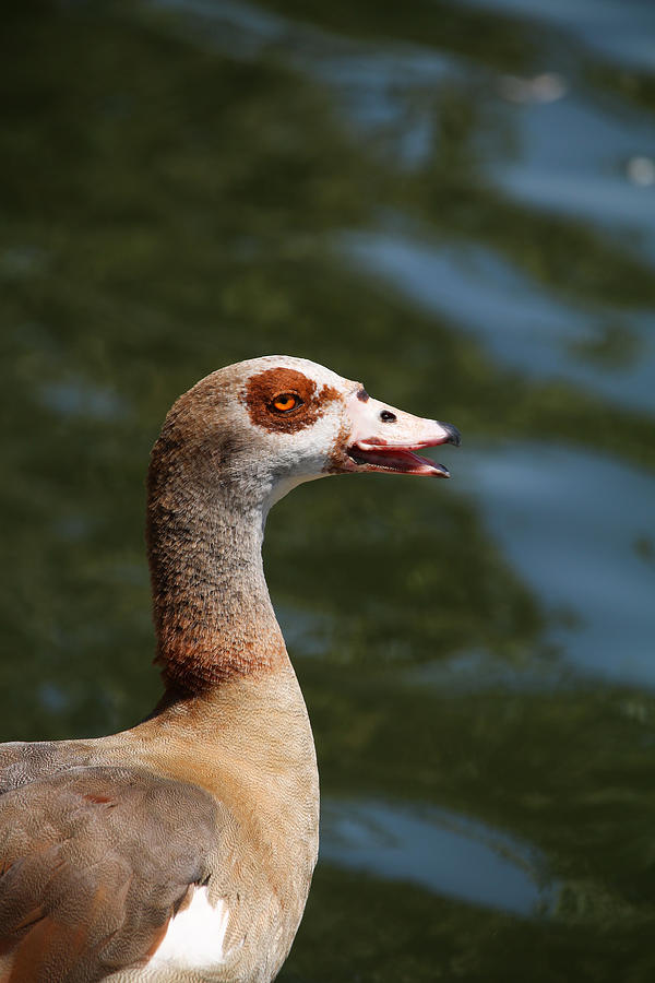 Egyptian Goose Profile Photograph by Art Block Collections