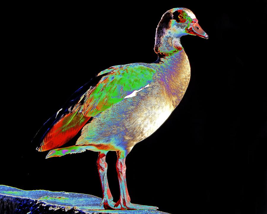 Egyptian Goose Solarized Photograph by Andrew Lawrence