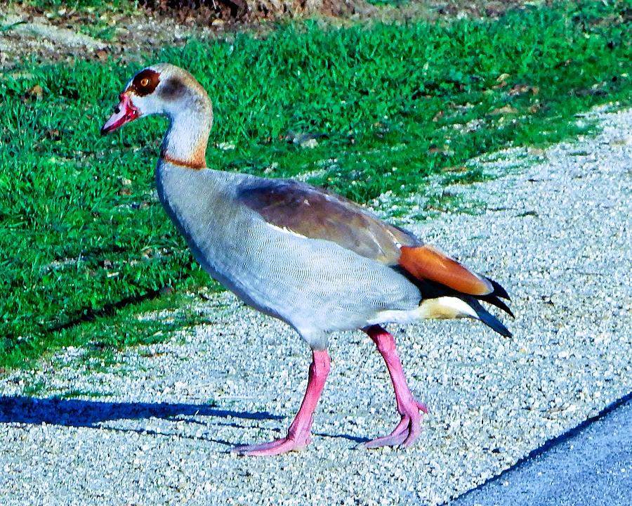 Egyptian Goose Walk Photograph by Andrew Lawrence