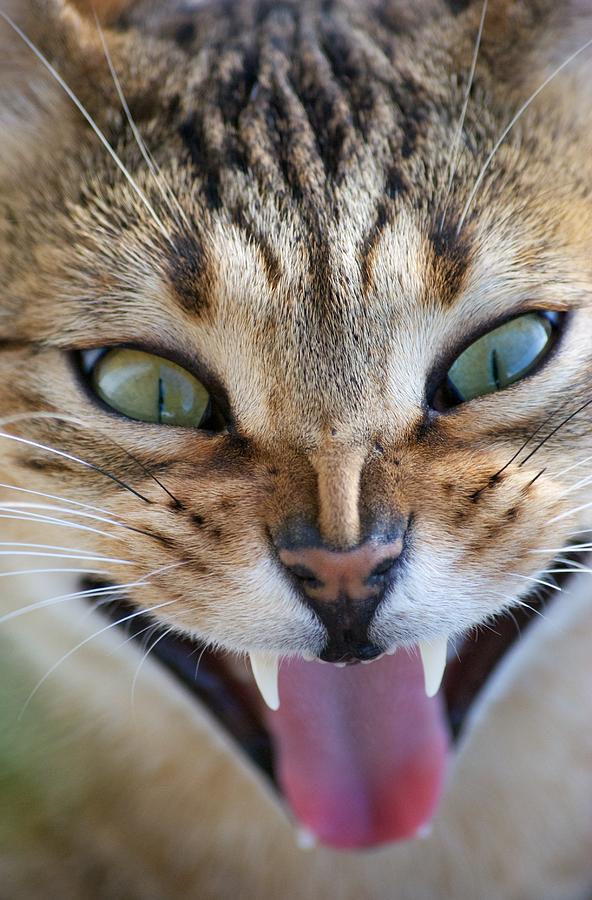 Egyptian Mau Cat Yawning Photograph by Lisa Beattie