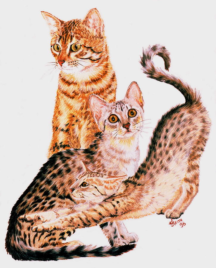 Egyptian Mau Collage Drawing by Barbara Keith