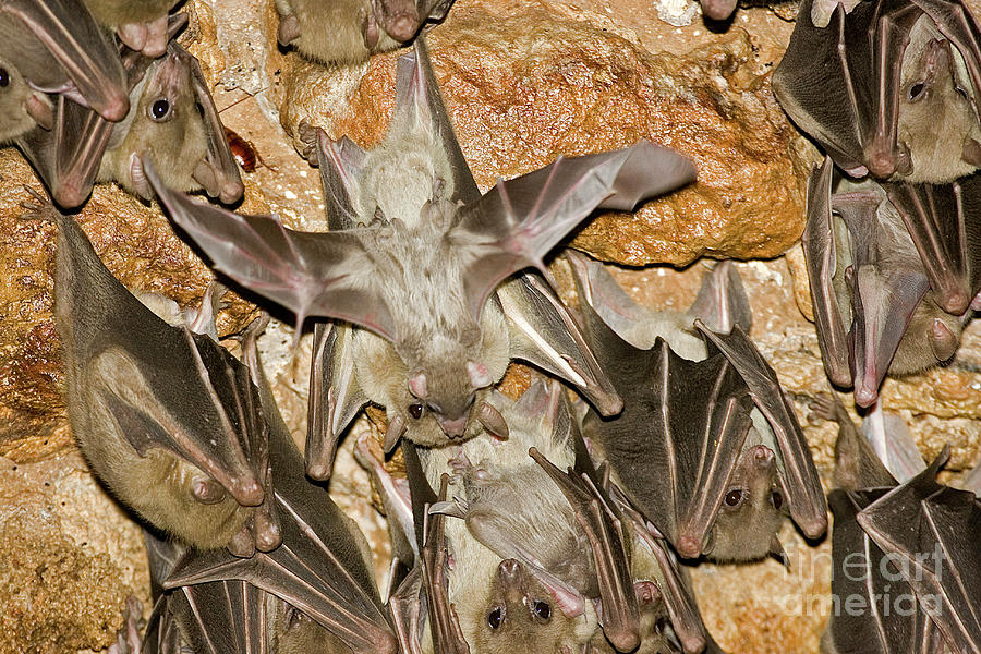 Egyptian Rousette Rousettus Aegyptiacus T2 Photograph By Eyal Bartov ...