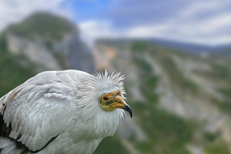 Egyptian Vulture Photograph by Arterra Picture Library