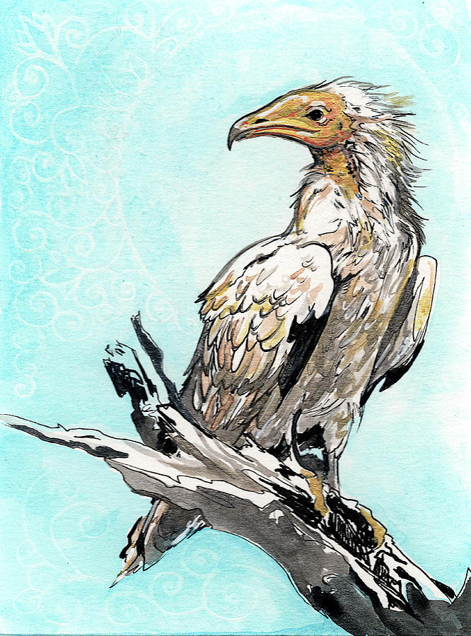 Egyptian Vulture Portrait Drawing