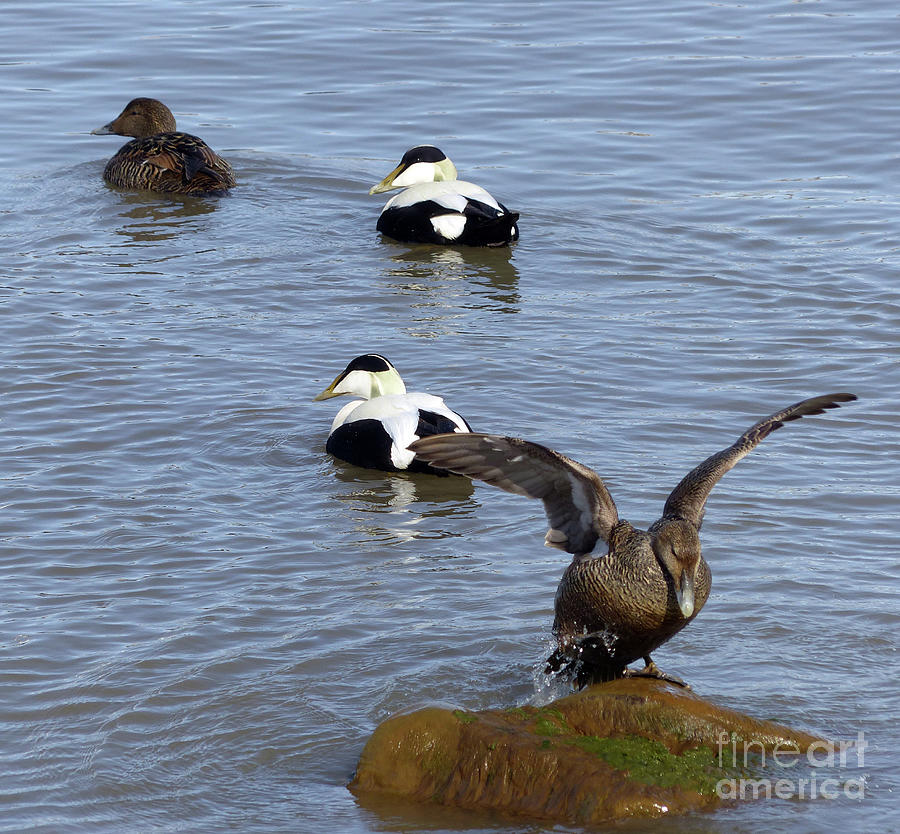 Eider ducks  Photograph by Phil Banks