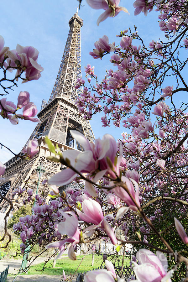Eiffel Tour and Magnolia Photograph by Anastasy Yarmolovich