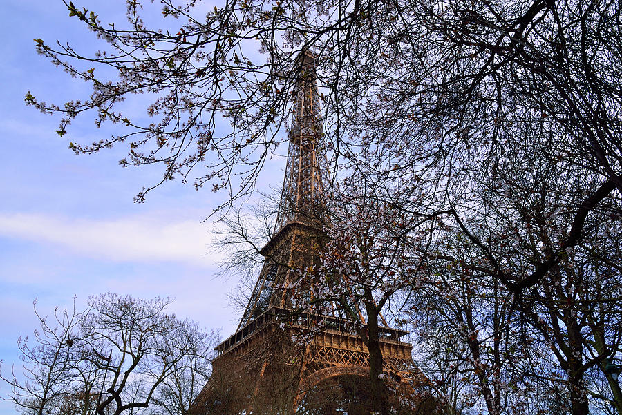 Eiffel Tower and Blossom Trees Photograph by Kathy Yates