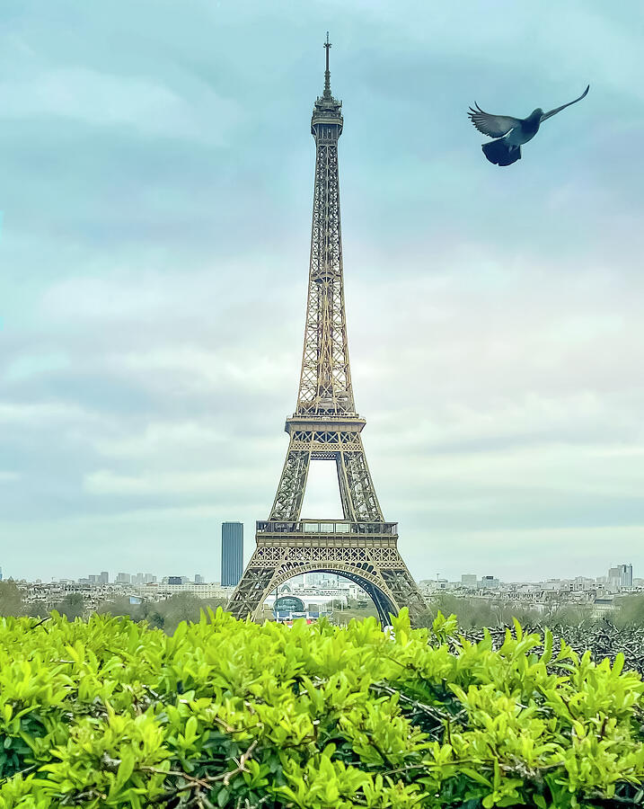 Eiffel Tower In Paris - Bird In Flight Photograph