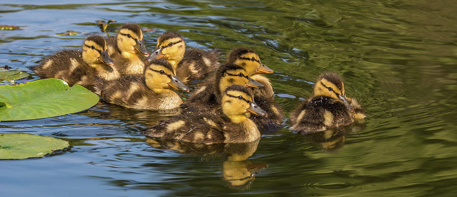 Bird Photograph - Eight Ducklings by Marv Vandehey