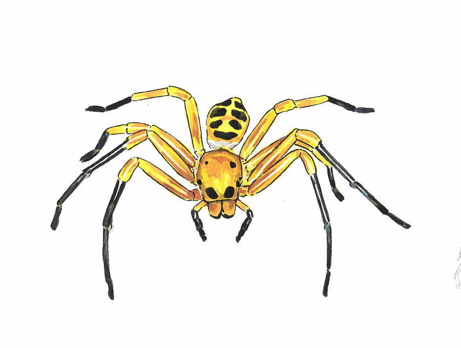 Eight spotted crab spider Drawing by Yichen Gao Pixels