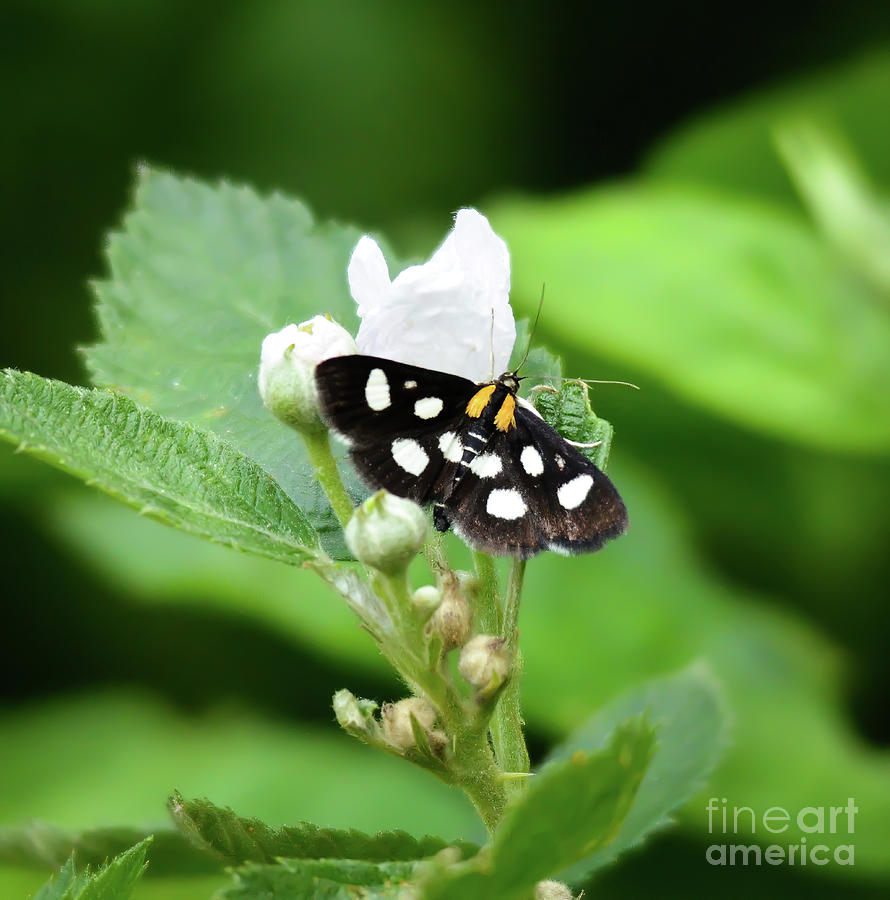 White-spotted Sable Moth Photograph