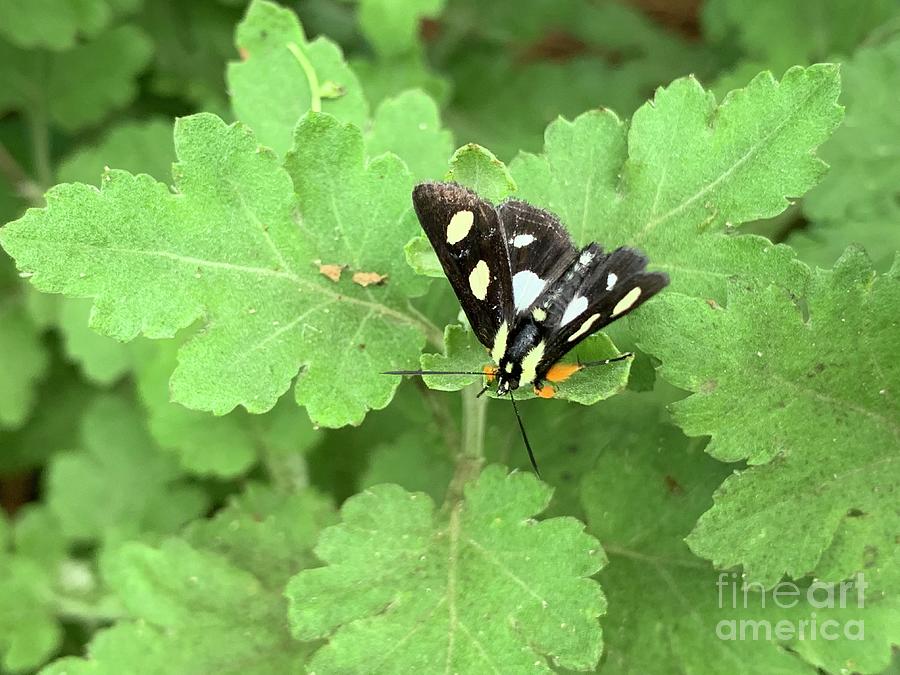 Eight Spotted Moth Photograph by Catherine Wilson