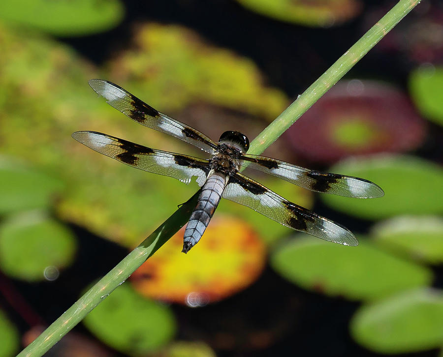 Eight-spotted Skimmer Photograph by Betty Depee