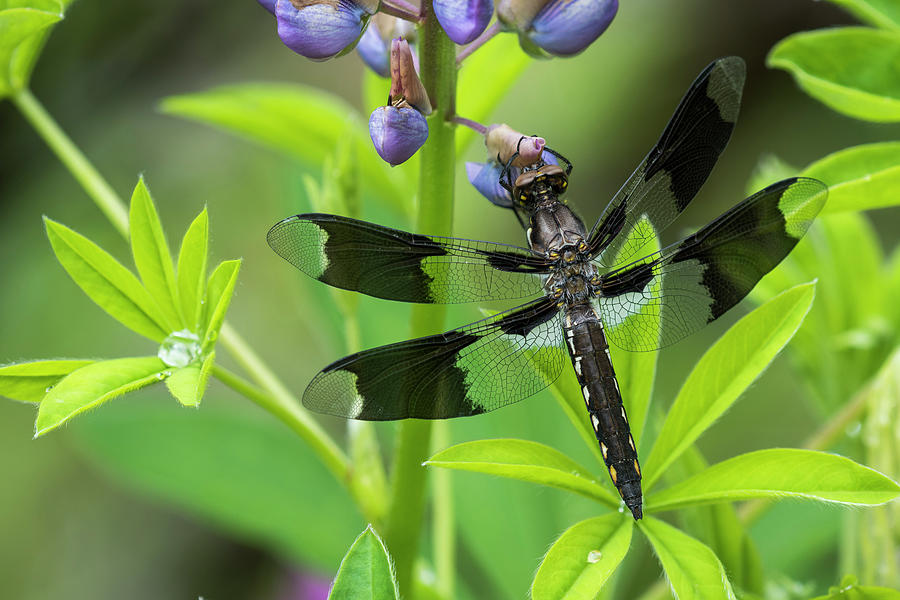 Eight-spotted Skimmer Dragonfly Photograph by Robert Potts