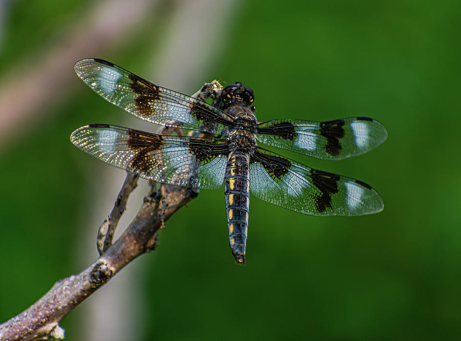 Eight-Spotted Skimmer Photograph by Len Bomba