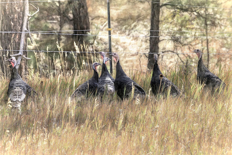Eight Wild Turkeys Photograph by Donna Kennedy