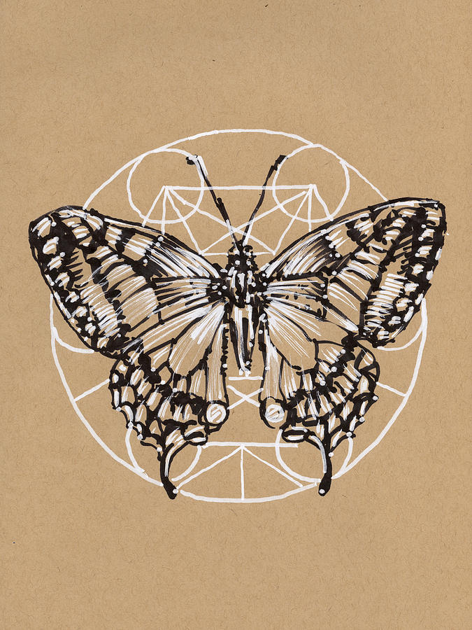 Butterfly Drawing - Einsteins Butterfly by Peter Farago