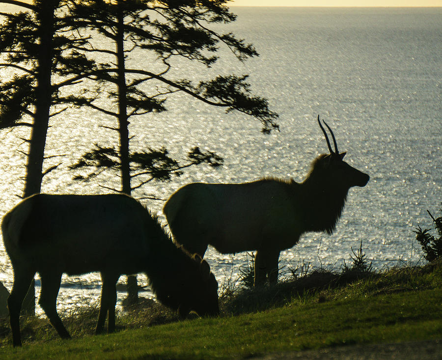 Elk at Sunset Photograph by Peggy McCormick