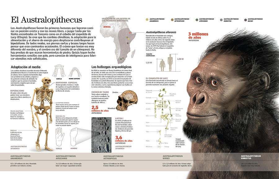 El Australopithecus Digital Art by Album