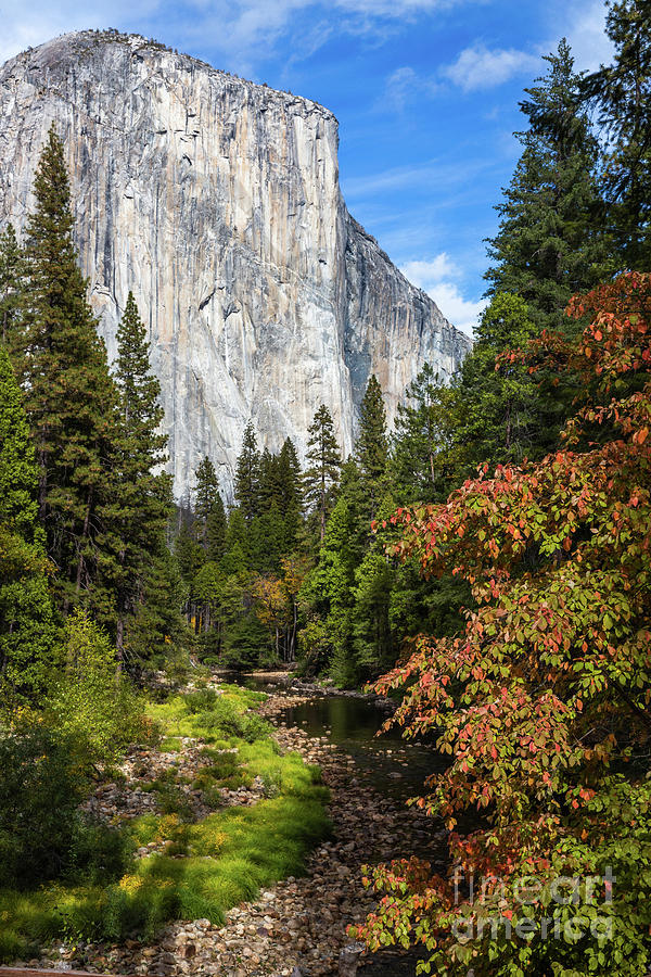 El Cap and Dogwoods 2 Photograph by Anthony Michael Bonafede