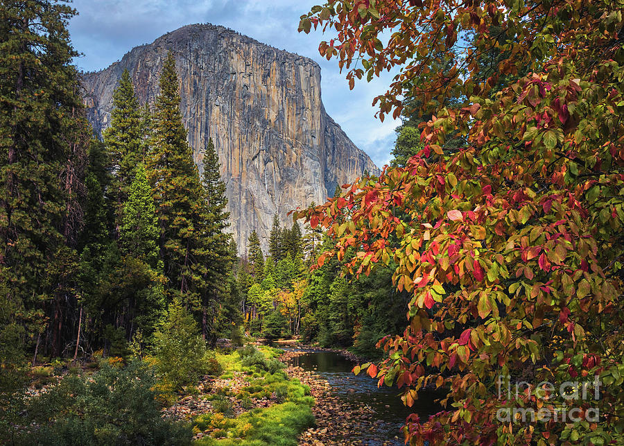 El Cap and Dogwoods Photograph by Anthony Michael Bonafede