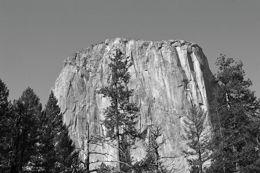 El Capitan And The Trees Photograph by Eric Forster