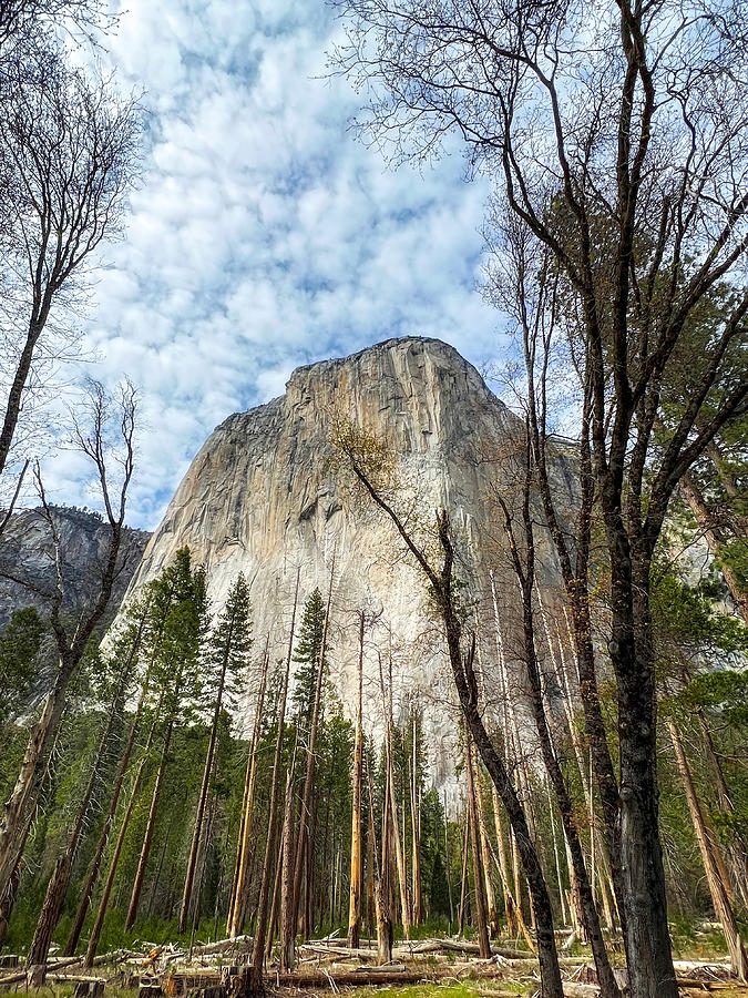 El Capitan in Yosemite National Park Photograph by John A Rodriguez