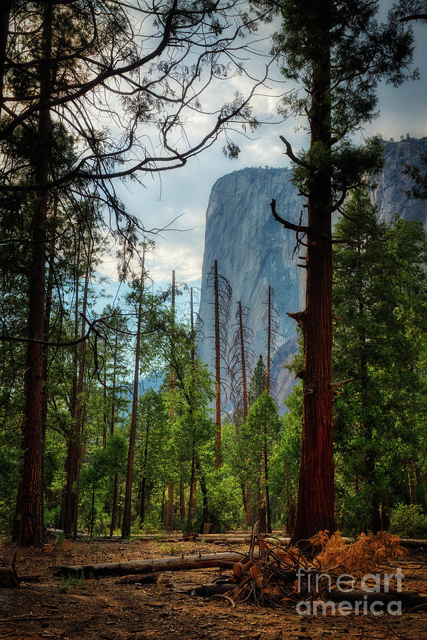 El Capitan, Yosemite National Park Photograph by Abigail Diane Photography