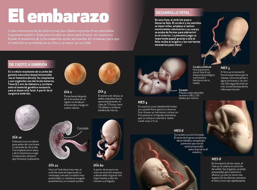 El embarazo Digital Art by Album