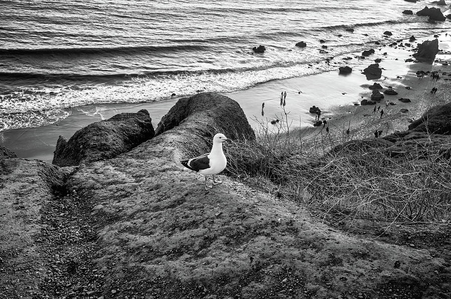 El Matador Seagull - Black And White Photograph by Gene Parks