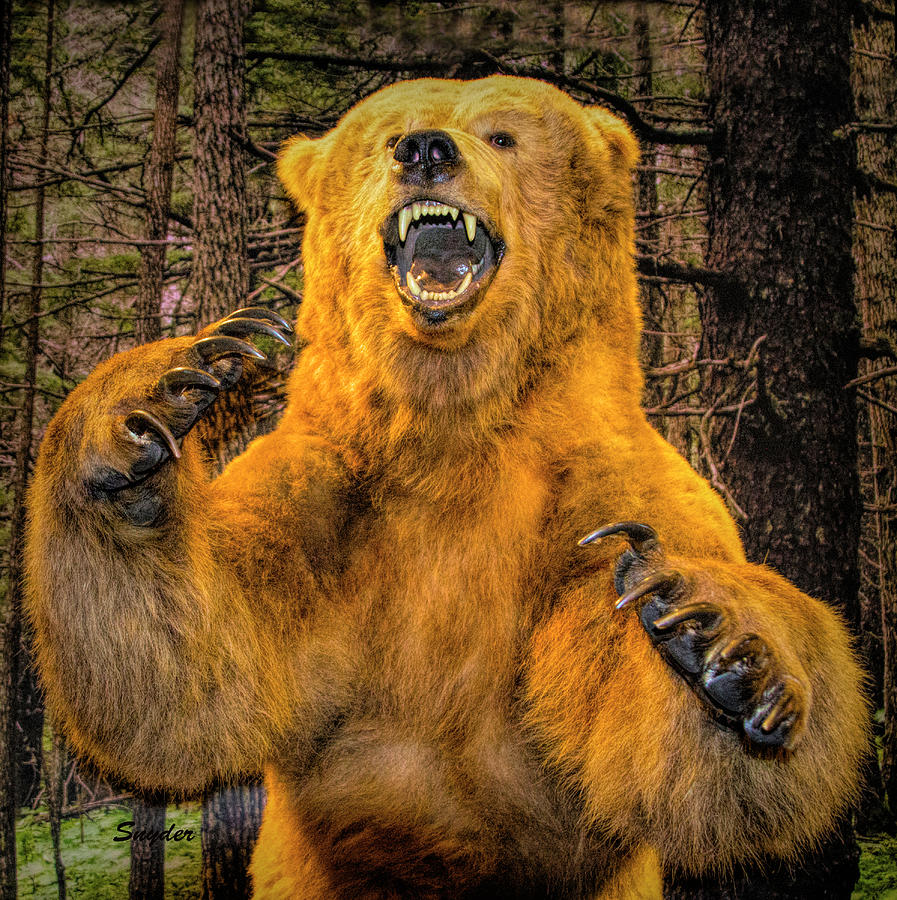  el Oso Pardo Grizzly Bear Photograph by Floyd Snyder