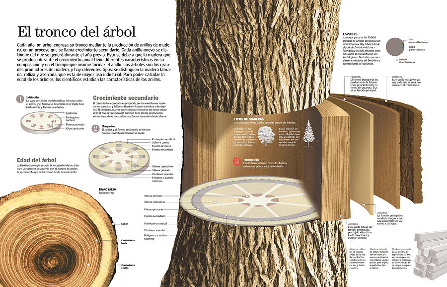 Botanica Digital Art - El tronco del arbol by Album