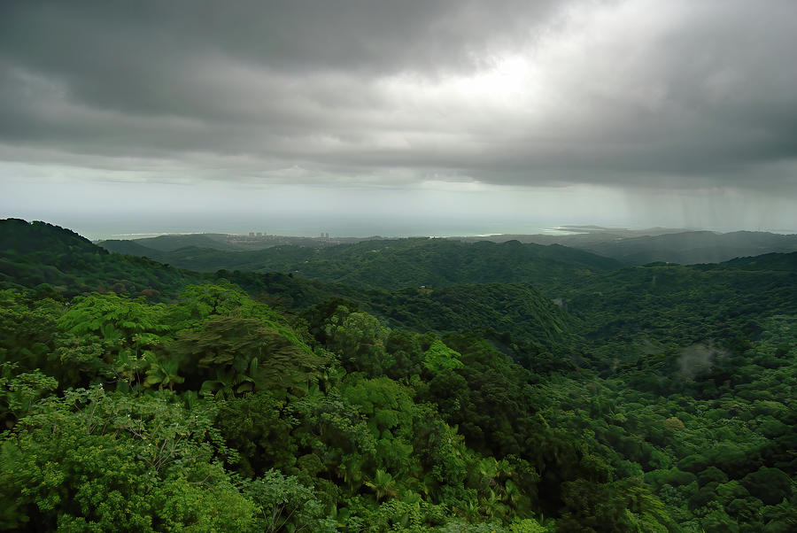 El Yunque National Rain Forest Photograph by Flinn Hackett