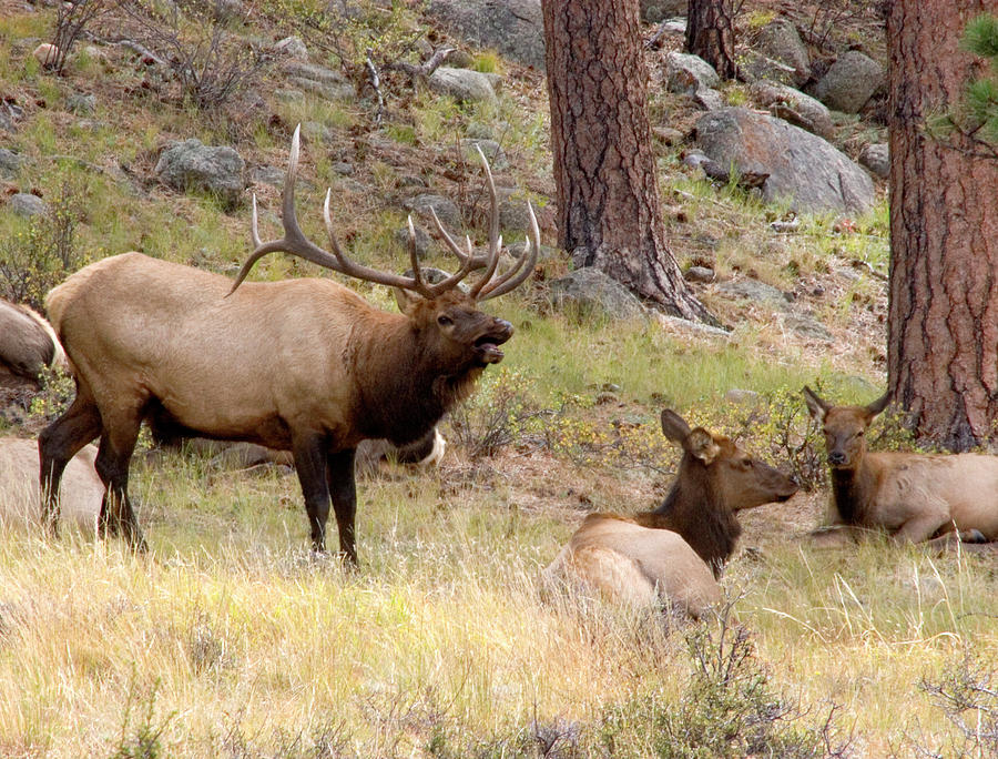 EL6 Bugling Bull Elk Among Cow Elk Photograph by Judy Syring - Pixels