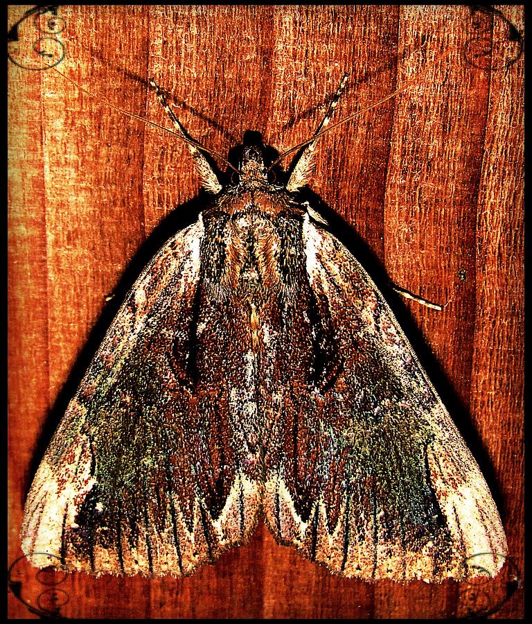 Elaborate Underwing Photograph by Joshua Bales