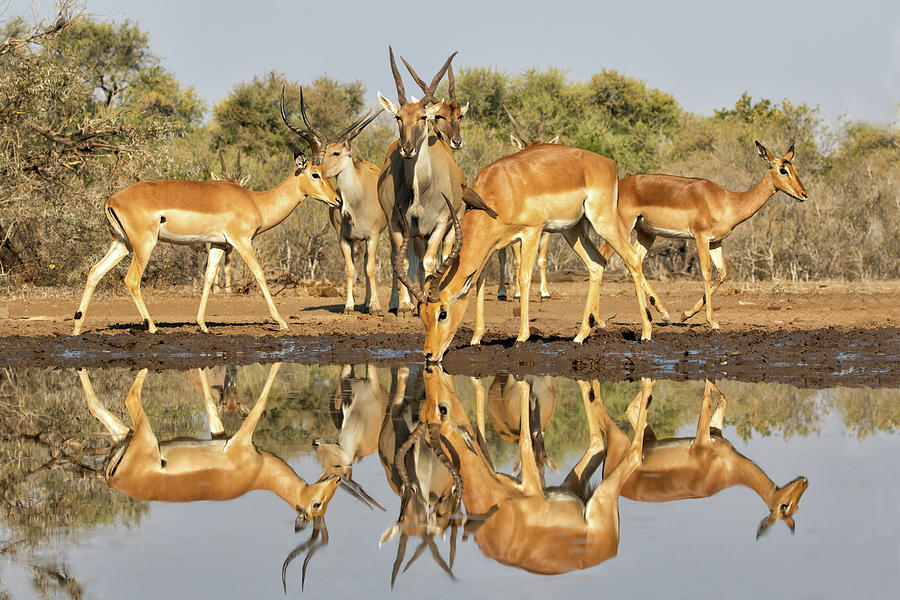Eland and Impala at the Waterhole Photograph by Cheryl Strahl