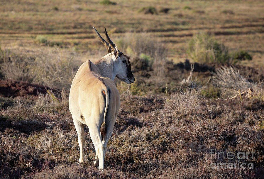 Eland Antelope Photograph by Eva Lechner
