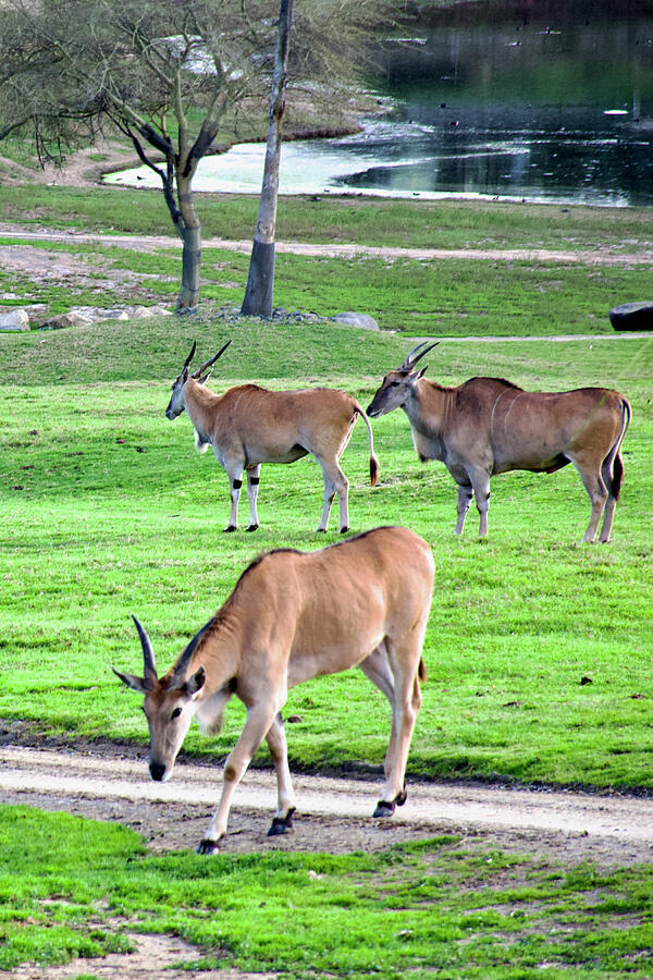 Wildlife Photograph - Eland in a Grassy Area of San Diego Zoo Animal Safari Park, California by Ruth Hager