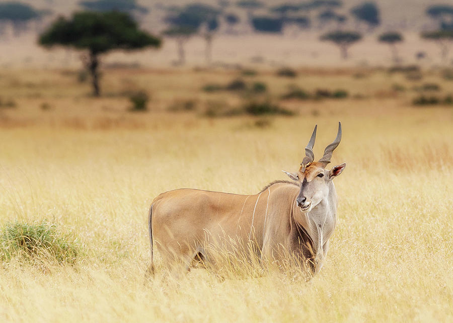 Tree Photograph - Eland in Kenya With Oxpecker on Head by Good Focused