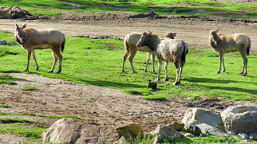 Elands Grazing in San Diego Zoo Safari Park, California. Photograph by Ruth Hager