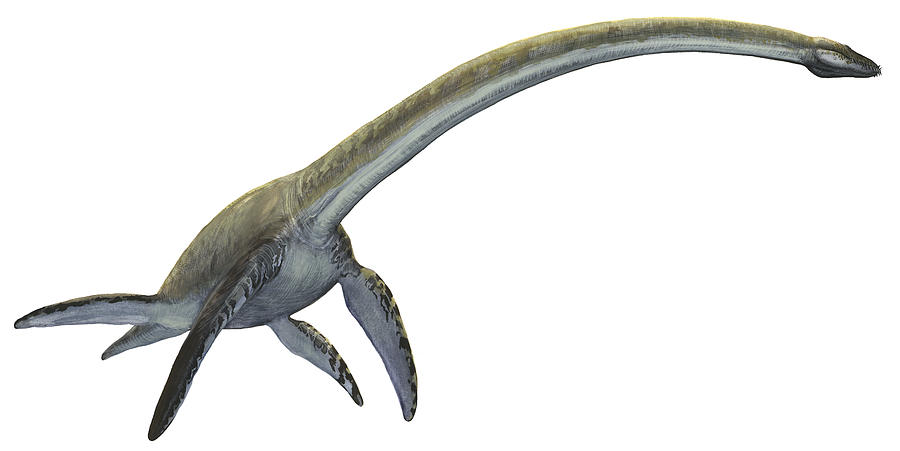 Elasmosaurus platyurus, a prehistoric dinosaur from the Cretaceous period. Drawing by Sergey Krasovskiy/Stocktrek Images