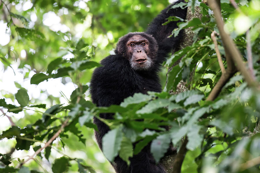 Elder Chimp, Congo Photograph by Brooke Reynolds